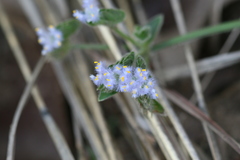 Cyanotis tuberosa var. adscendens
